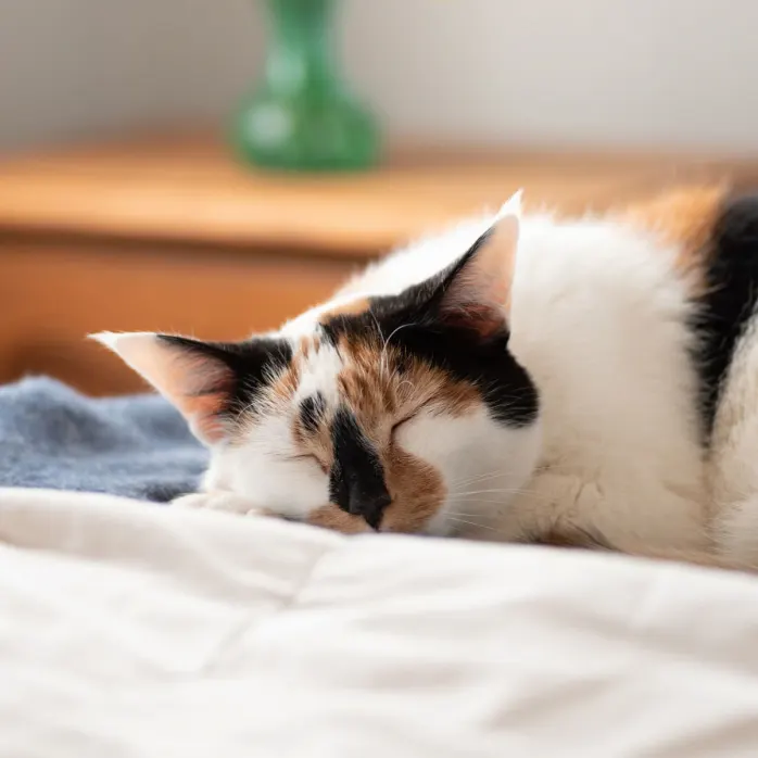 sleeping cat
